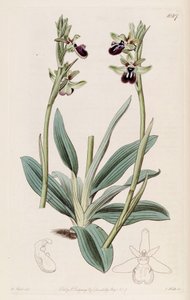 Illustration de Ophrys sphegodes subsp. atrata (comme syn. Ophrys atrata)